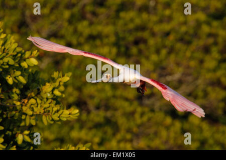 Roseate Spatola (Platalea ajaja) in volo vicino a Il Nido Foto Stock