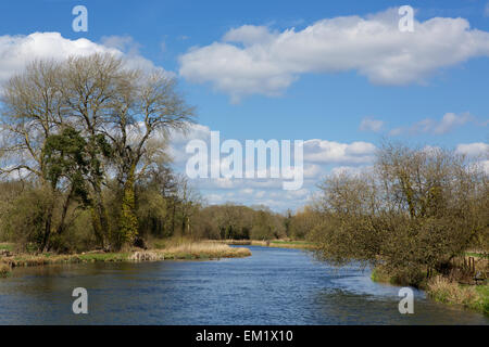 Prova del fiume che scorre attraverso il Test Valley vicino a Romsey nel Hampshire. Alberi e arbusti provenienti da fiorisce in tarda primavera Foto Stock