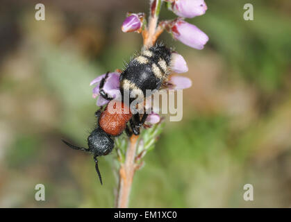 Grandi Velvet Ant - Mutilla europaea Foto Stock