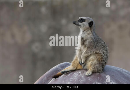 Qui raffigurato è un Meerkat sat in appoggio su di una roccia in una calda giornata di primavera. Presa in un parco locale di fauna selvatica in aprile 2015. Foto Stock