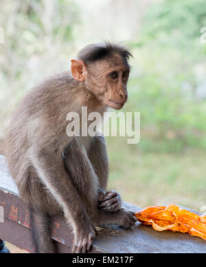 Monkey presso la Riserva del Periyar in Thekkady, Kerala India Foto Stock