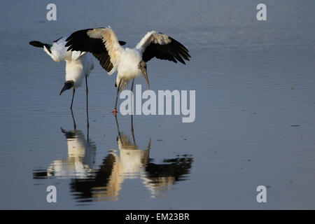 Cicogna in legno (Mycteria americana) diffondere le ali Foto Stock