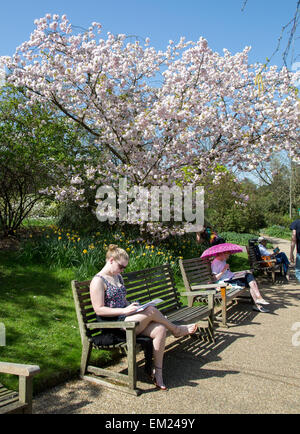 Donna con ombrello sotto un albero ciliegio in fiore Regents Park London REGNO UNITO Foto Stock