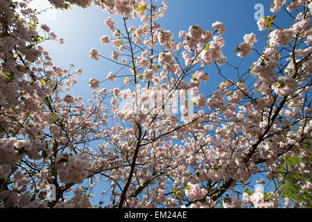 Fiore di Ciliegio Regents Park London REGNO UNITO Foto Stock