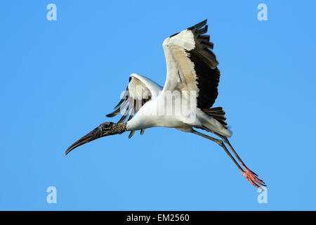 Cicogna in legno (Mycteria americana) volare nel cielo blu Foto Stock