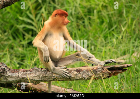 Giovani proboscide monkey seduto su un albero, Borneo Malaysia Foto Stock