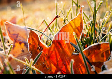 Gelo di caduta foglie Foto Stock