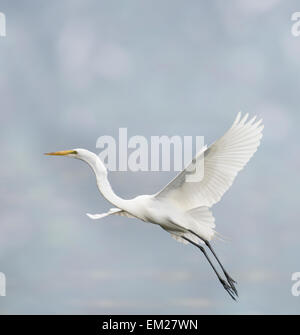 Grande airone bianco in volo Foto Stock