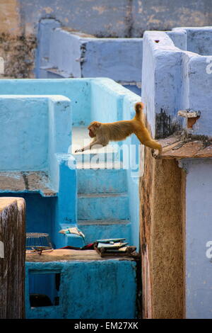 Macaque saltare sui tetti di Bundi Foto Stock