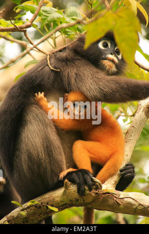 Spectacled langur seduta in una struttura ad albero con un bambino, Wua Talap island, Ang Thong National Marine Park, Thailandia Foto Stock