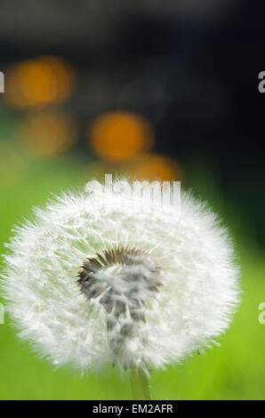 Fiore di desiderio Foto Stock