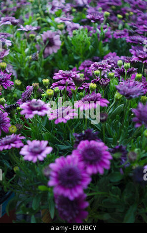 Bella viola campo di fiori Foto Stock