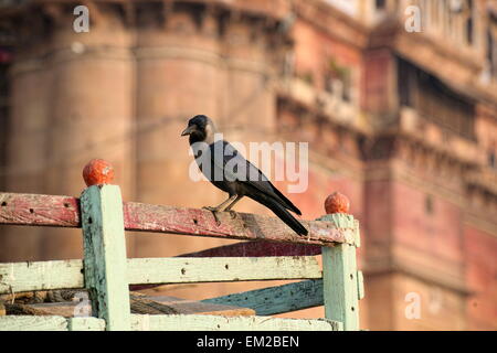 Graynecked Crow, o indiani Crow, a Varanasi Foto Stock