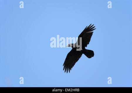 Comune di corvo imperiale (Corvus corax) in volo, Bassa Sassonia, Germania Foto Stock