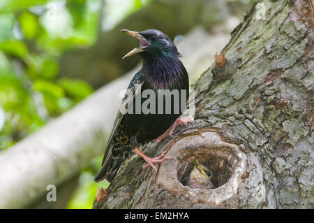 Unione starling (Sturnus vulgaris), adulti dal suo nido, con prole, Turingia, Germania Foto Stock