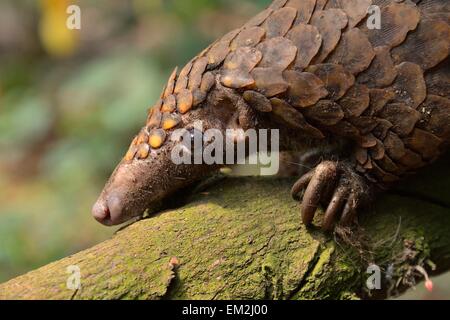 Long-tailed pangolin (Phataginus tetradactyla), Mangamba, Provincia litorale, Camerun Foto Stock