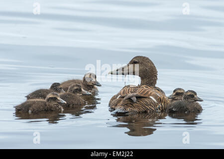 Eider anatre (Somateria mollissima), femmina con pulcini, Møre og Romsdal, Norvegia Foto Stock