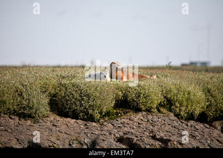 Ruggine di colore grigio con guarnizione pup, cercando di destra, Fiume Crouch, Essex. Foto Stock