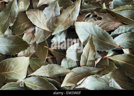 La disposizione delle foglie di alloro in varie tonalità di verde Foto Stock