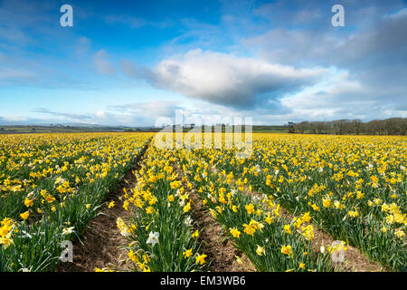 Un campo di bright primavera narcisi crescente nei pressi di Helston in Cornovaglia Foto Stock