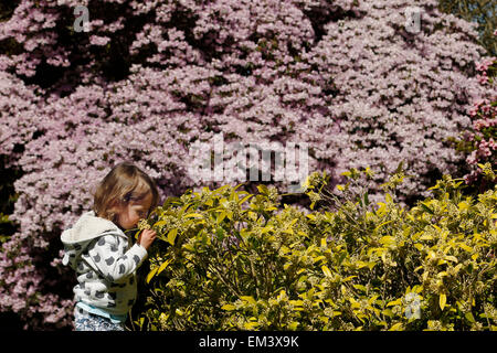 Tre anni di Lottie odora di fiori come lei gioca nel caldo della primavera a Borde Hill Gardens Vicino a Haywards Heath nel Sussex Foto Stock