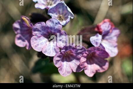 Pulmonaria obscura, nomi comuni lungwort immacolata o Suffolk Lungwort Foto Stock