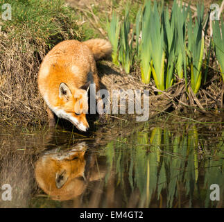 Unione Red Fox bere da uno stagno Foto Stock