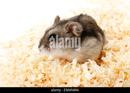 Djungarian hamster in segatura Foto Stock