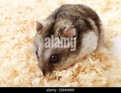 Djungarian hamster in segatura Foto Stock