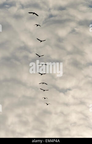 Graylag oche (Anser anser) battenti in sciolto V formazione Foto Stock