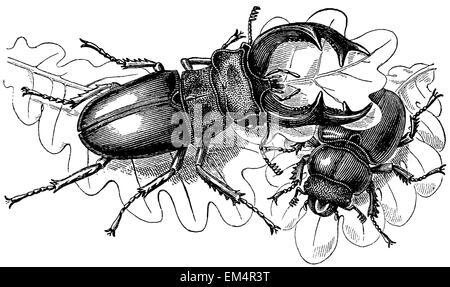 Stag beetle: sinistra maschio, femmina diritto Foto Stock