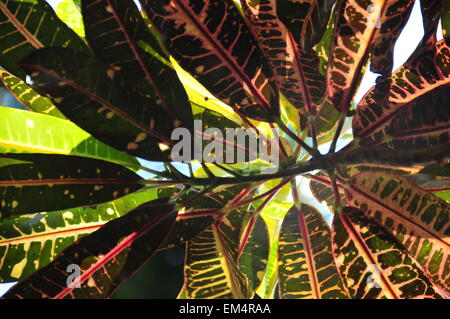 Colori brillanti e naturali Foto Stock