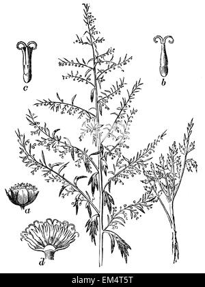 Artemisia o assenzio comune Foto Stock