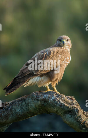 Comune poiana (Buteo buteo) Foto Stock