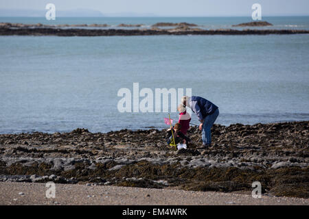Aberystwyth, Wales, Regno Unito. Il 16 aprile 2015. Meteo. Rockpooling nel sole di primavera Credito: Alan Hale/Alamy Live News Foto Stock