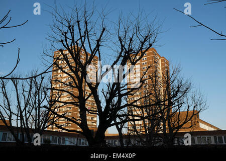 Silhoutette di alberi di fronte a due carter del Consiglio blocchi a torre a Southwark, Londra, Regno Unito. Foto Stock