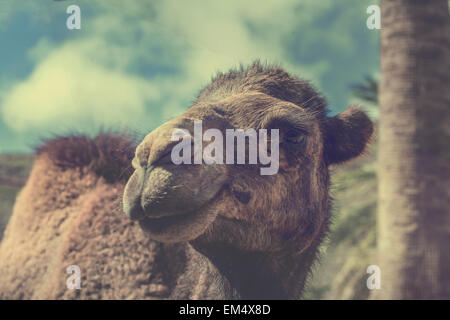 La testa di un cammello in stretta fino Foto Stock