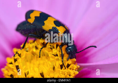 Macro di profilo Mylabris coenobita beetle alimentazione su pink cosmos bipinnatus fiore Foto Stock