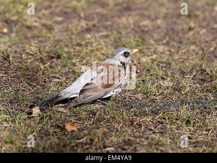 Bella bird blackbird seduto per terra fotografato vicino fino Foto Stock