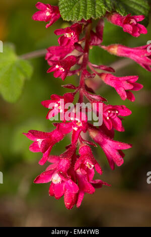 Close up di un unico fiore spray della fioritura, ribes, Ribes sanguineum 'Rosso Pimpernel' Foto Stock