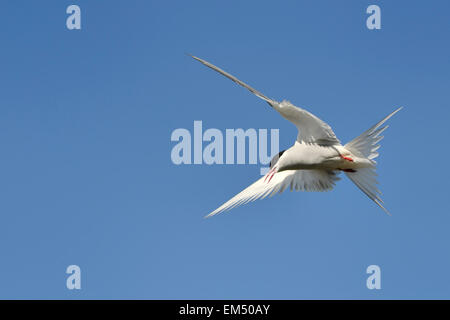 Arctic Tern (Strena paradisaea) battenti contro il cielo blu, Islanda. Foto Stock