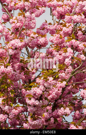 Ornamentali in ciliegio con Rosa primavera sbocciano i fiori "Prunus" Foto Stock