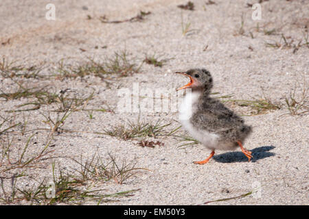 Chiamando e acceso per cibo giovani Artic tern, (Sterna paradisaea), sul terreno, Islanda. Foto Stock