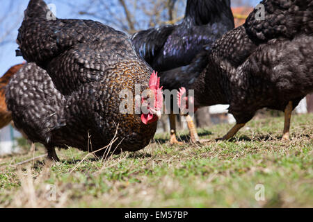 Pollo Freerange alimentando in giardino Foto Stock