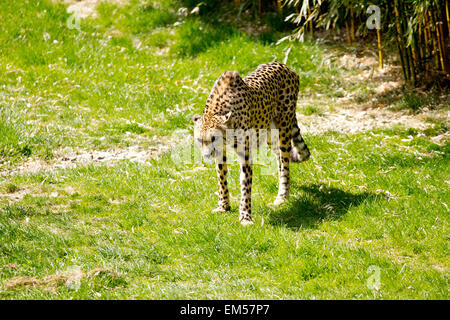 Ghepardo affamato di carne Foto Stock