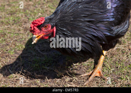 Pollo Freerange alimentando in giardino Foto Stock