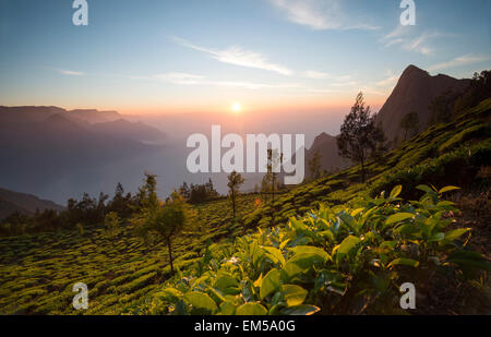 Misty tramonto sull'Kolukkumalai piantagione di tè, i mondi più ortodossi la piantagione di tè, Munnar Kerala India Foto Stock