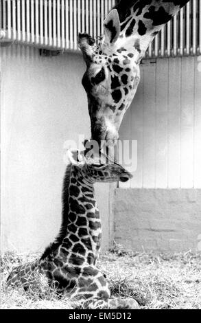 Grazia la giraffa con il suo neonato, nome Don a Dudley Zoo giraffe house. Il 18 maggio 1971. Foto Stock