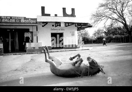 Ikutha, Kitui, Kenya. Area Rurale. Un asino che giace in strada come un cane di fronte a uno dei pochi negozi che vendono anythin Foto Stock