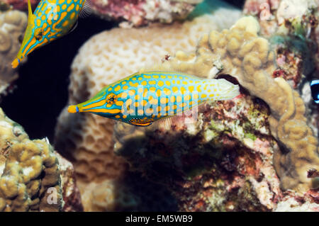 Longnose filefish (Oxymonacanthus longirostris). Mare delle Andamane, Thailandia. Foto Stock